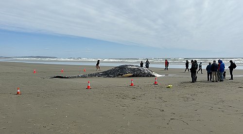Dead grey whale washed up on BC beach, First Nations hold ceremony
