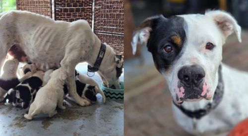 BC SPCA caring for 33 cats and dogs, including a mom and her 3-week-old puppies