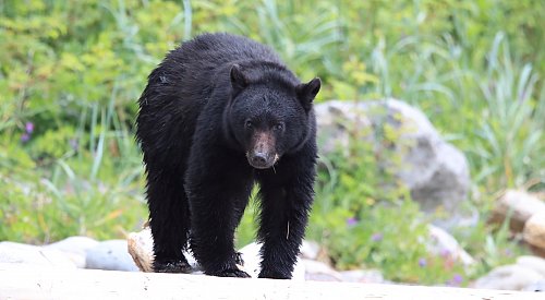 UPDATE: No evidence of cubs after black bear killed in Whistler, BCCOS says